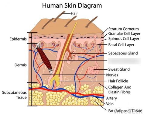 Layers of Skin Diagram | Quizlet