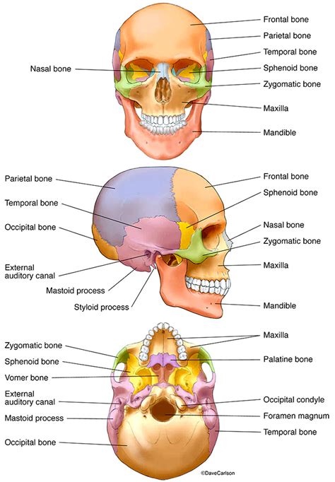 Color Coded Skull Diagram