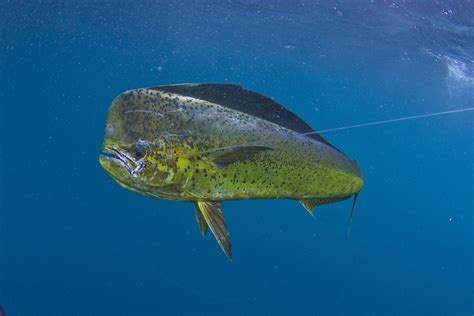 Dolphin (Mahi-mahi) Fishing in the Florida Keys