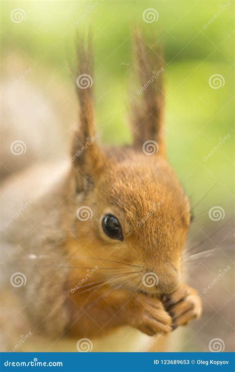 Red squirrel eats nuts stock image. Image of cute, brown - 123689653