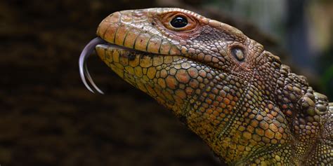 Caiman lizard | Smithsonian's National Zoo and Conservation Biology Institute