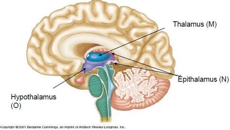 Nervous system