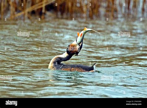 Ide fish hi-res stock photography and images - Alamy