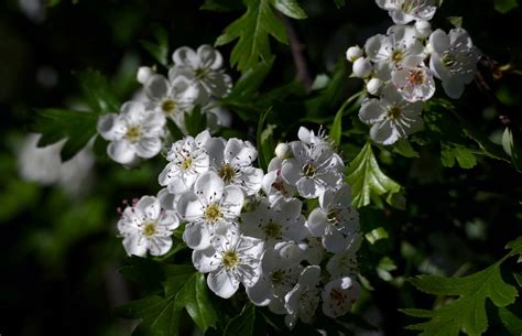 Hawthorn Blossom. | Free Photo - rawpixel