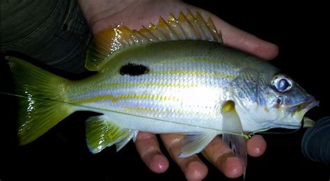 Moses Perch - Fishing Cairns