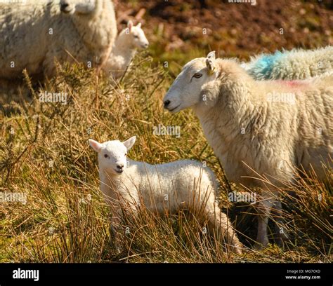 Ewe with lamb Stock Photo - Alamy