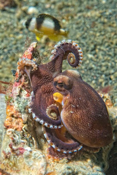 What Are An Octopus' Predators? - OctoNation - The Largest Octopus Fan Club!