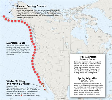 Gray Whale Migration Map | Whale migration, Gray whale, Whale