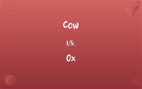 Cow vs. Ox: Know the Difference