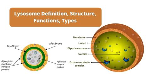 Lysosome - Definition, Structure, Functions, Types - Biology Notes Online