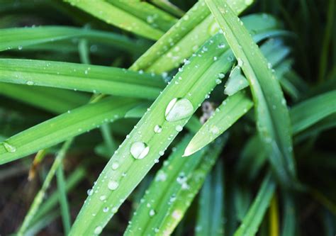 Up close photograph of wet grass. | Photography, Photographer, Grass