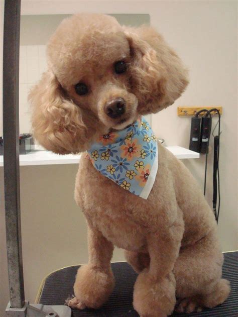 135 best Poodle grooming images on Pinterest | Poodle grooming, Poodles and Doggies