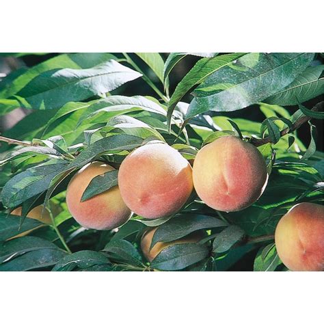 3.25-Gallon J. H. Hale Semi-Dwarf Peach Tree (L3653) at Lowes.com