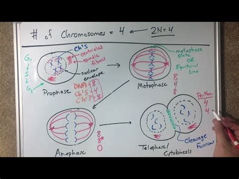 Mitosis Diagrams Drawing Demo - Virtual Lab - YouTube