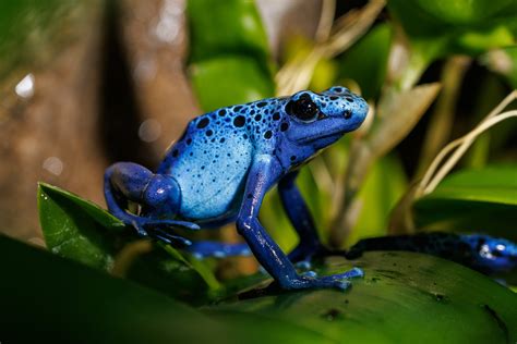 Blue Poison Dart Frog · Tennessee Aquarium