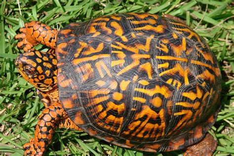 kingsnake blog Kingsnake.com Blog - Herp Photo of the Day: Box Turtle