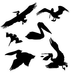 Stylized silhouette of a pelican Royalty Free Vector Image