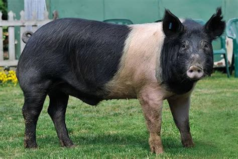 Hampshire Pig Breed: Characteristics, Origin, and Lifespan