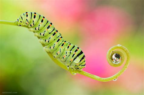 Best Macro Photography 26 - Full Image