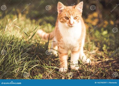 Orange Cat Playing in the Garden Stock Image - Image of autumn, feline: 163760397