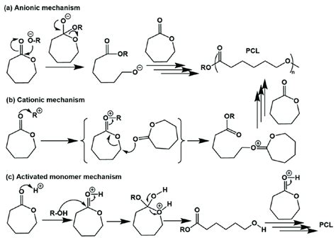 Reaction mechanism for ring-opening polymerization of caprolactones ...