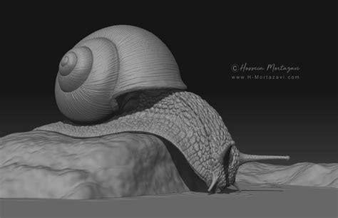 Roman Snail - ZBrushCentral