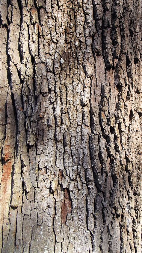 Free photo: live oak tree, bark, brown, grey, texture, oak, nature | Hippopx