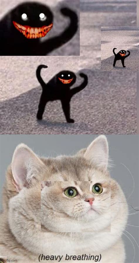 Funny Memes Cursed Cat Images - pic-future