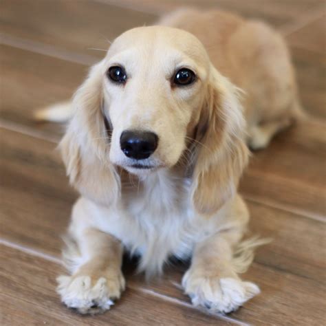 The Best Blonde Long Haired Dachshund For Sale References - Uploadal