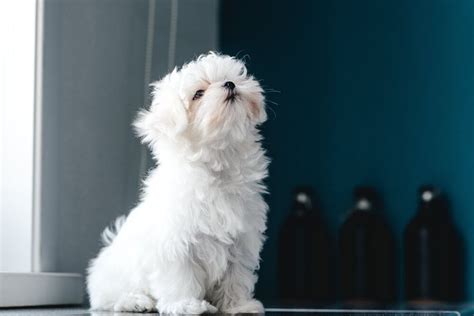 Breed Deets: Maltese Health & Wellness - Ollie Blog