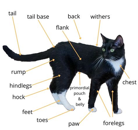 External Anatomy of a Cat - Explore Cats