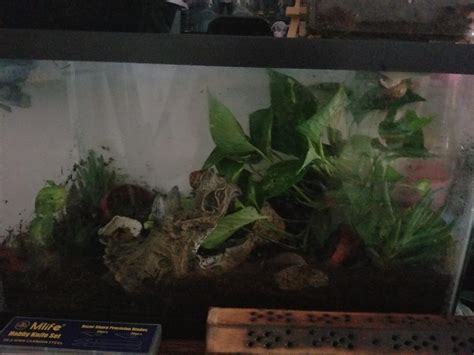 So I just posted my snail tank, but I decided to add some plants and change things up. : r/snails