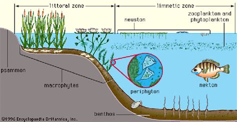 Sketch of different zones in a freshwater ecosystem. (source:... | Download Scientific Diagram