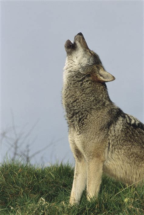 Grey Wolf Howling Photograph by Duncan Shaw | Fine Art America