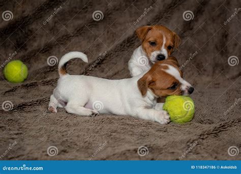 Two Jack Russell Puppies Play with Each Other for Brown Blankets Stock Photo - Image of canine ...