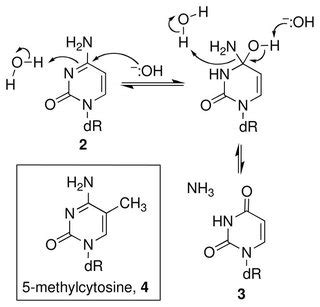 biochemistry - Why is cytosine far more vulnerable to hydrolytic ...