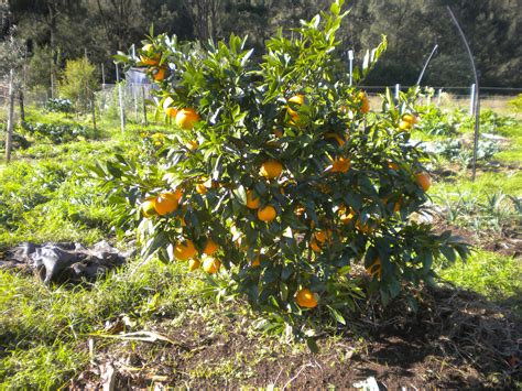 Orange Smooth Seville Tree - Citrus sinensis