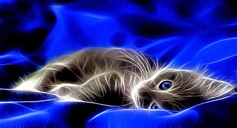 3D Cat Wallpaper - WallpaperSafari