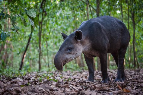 Baird’s Tapir | Sean Crane Photography