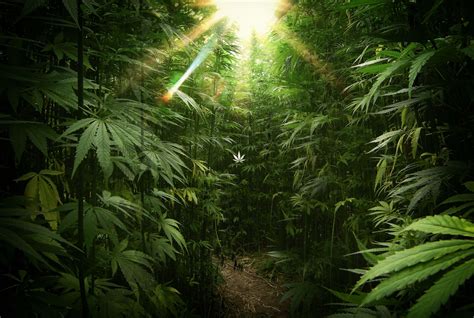 Ultra HD Weed Nugs Wallpapers on WallpaperDog