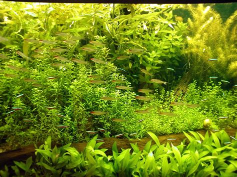 Free picture: aquarium, fish, green, aqua, plants