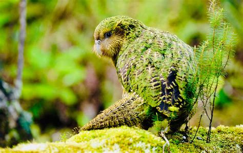 The Kakapo parrot. Critically endangered species with only 146 ...