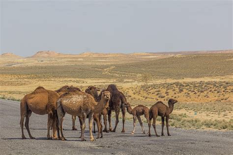 Karakum Desert is vast sand desert in Turkmenistan - Central Asia Tours