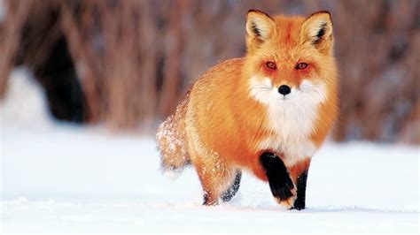 41 Red Fox Wallpapers - WallpaperBoat