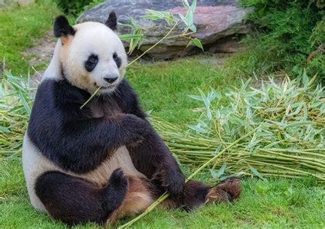 Giant Panda Behavior - AnimalBehaviorCorner