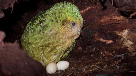 Breeding season predicted for Kākāpō: Media release 3 June 2021