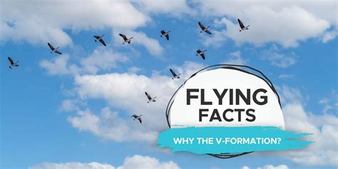 Why Do Birds Fly in a V Formation? [Is It Instinctive!?] - Birdwatching Buzz