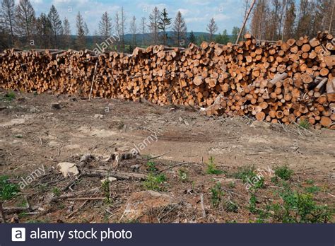 Bark beetle damage in Czech republic. The amount of spruce wood damaged by bark beetles has ...