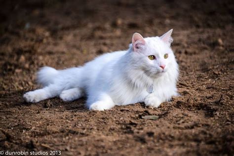 White Turkish Angora Cat Photography by Prue van der Craats | Saatchi Art