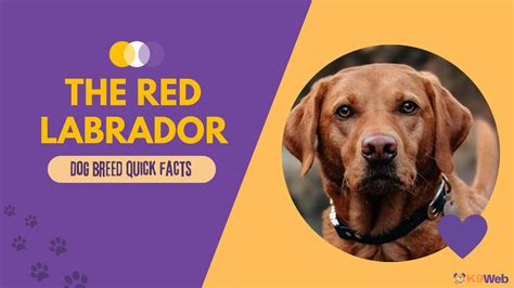 Red Lab Dog: Guide to Owning a Fox Red Labrador Retriever - K9 Web